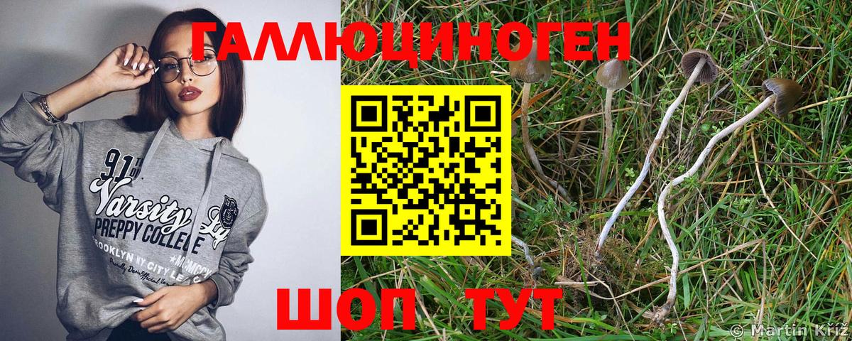 Псилоцибиновые грибы Psilocybe Балашов